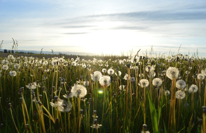 Gentleness