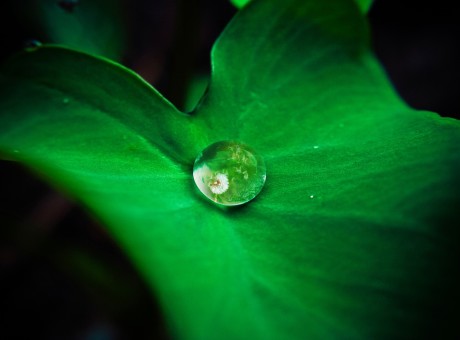 A Transparent Heart…