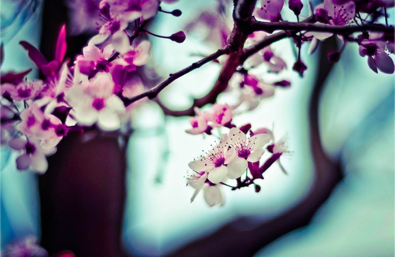 Song Book: I Choose to Believe