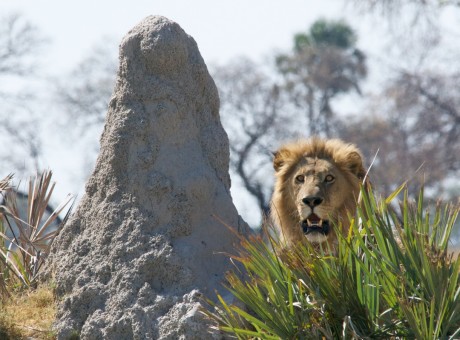 The Surrendered Church