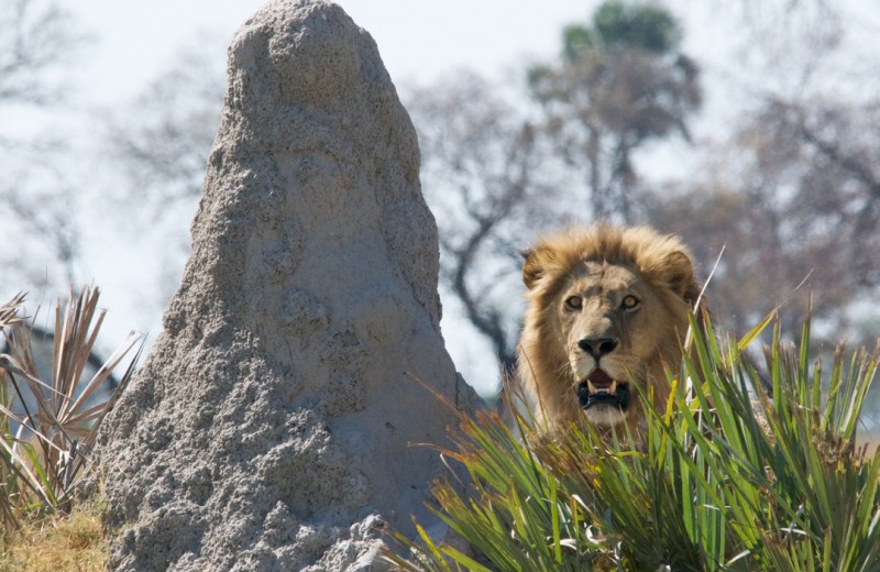 The Surrendered Church