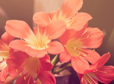 When the Petals Fall…