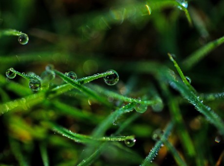 Like the Dew