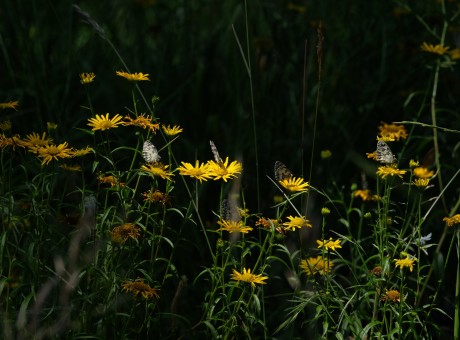 When Satan Uses Your Heart..