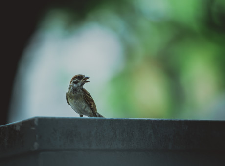 The King’s Treasury