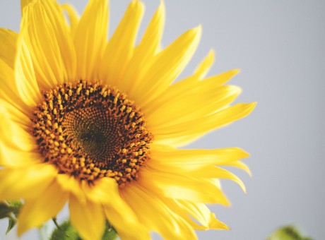 The Captivity of Sorrow