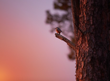 Take Thee at Thy Word