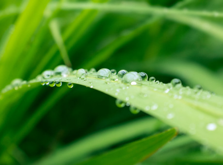 The Language of Teardrops
