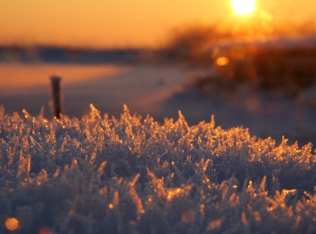 Report: Mission Field