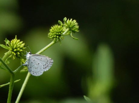 Butterfly, Butterfly