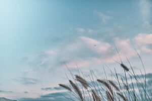 The Broken and Bruised Reeds