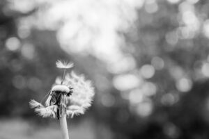 The Parable of a Dandelion