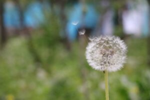 The Single Dandelion