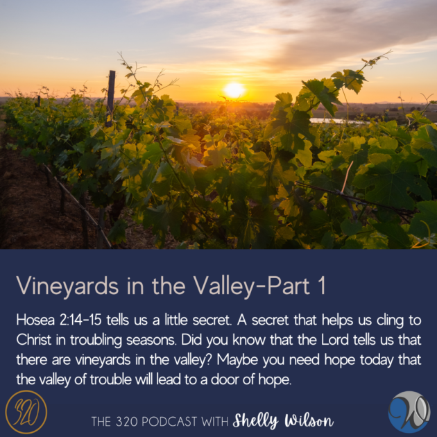 The Vineyards in the Valley-Part 1