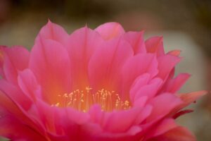 Nothing Is Impossible