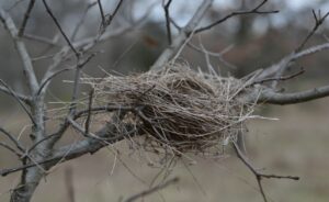 The Bird Nest
