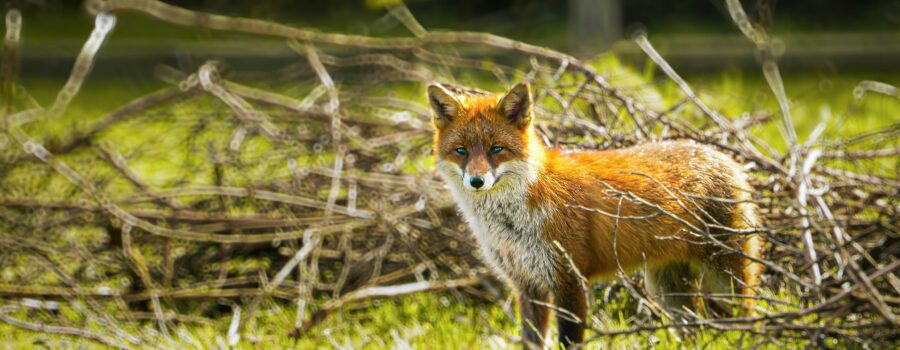 Fox in natural habitat