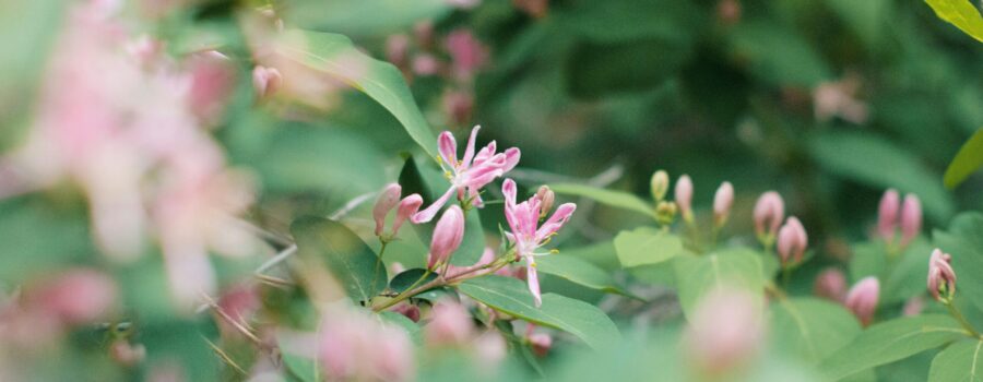 Person in contemplative pose among foliage