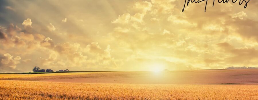 The Hewers article featured image